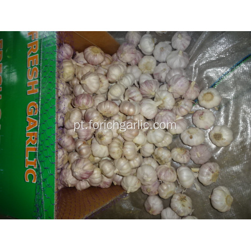 Colheita 2019 Fresh Garlic Alho Normal Branco